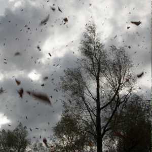 wind damage claims